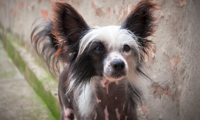 Chinese Crested puppy best supplements