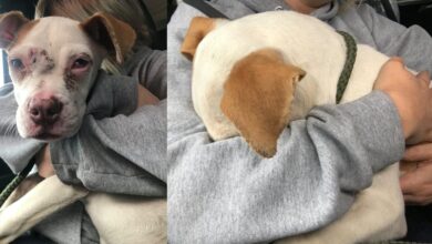 From being alone to hugging and kissing, Chowder is a happy puppy