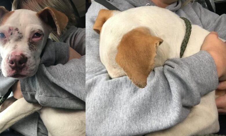 From being alone to hugging and kissing, Chowder is a happy puppy