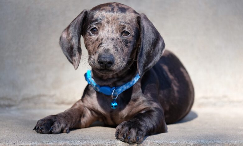 20 Dachshund owners share the best shampoos for itchy & sensitive skin