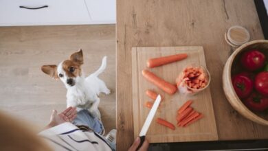 What foods are dangerous for dogs?  - Dogster