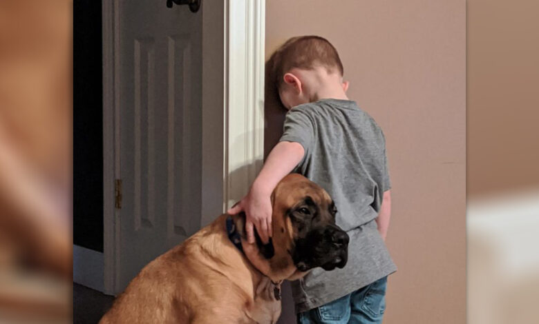Loyal dog will not let his brother suffer alone