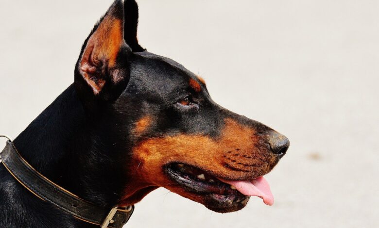 20 Food Recommendations for Dobermans with a Sensitive Stomach