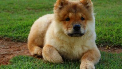 Chow Chow puppy best supplements