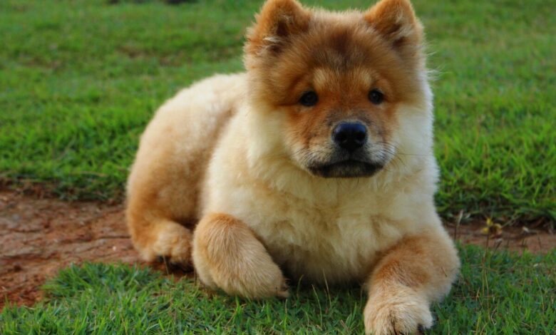 Chow Chow puppy best supplements