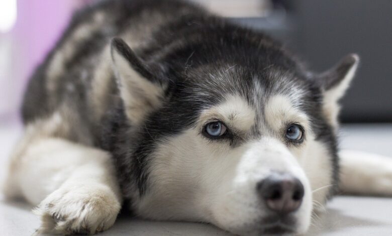 25 Food Recommendations for Huskies with Sensitive Stomach
