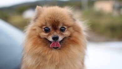 20 Food Recommendations for Pomeranians with Sensitive Stomach
