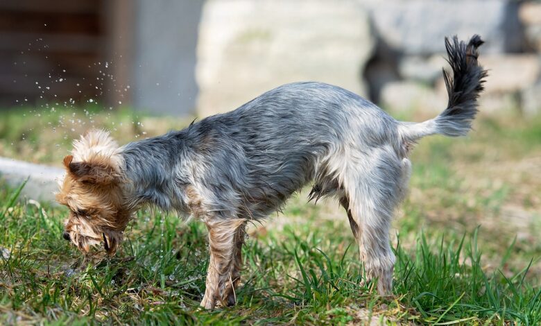 20 Yorkie owners share the best shampoos for itchy & sensitive skin