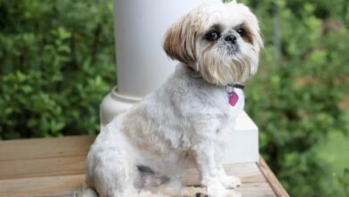 20 Shih Tzu owners share the best shampoos for itchy & sensitive skin