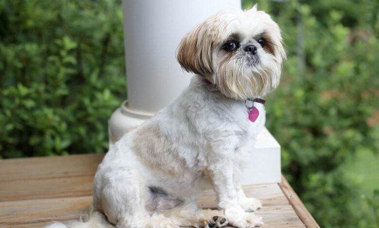 20 Shih Tzu owners share the best shampoos for itchy & sensitive skin
