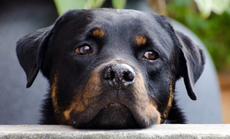 25 Food Recommendations for Rottweilers with Sensitive Stomach