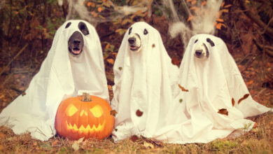 10 tips to organize a good Halloween party for dogs and no tricks!