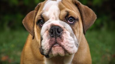 25 Food Recommendations for Bulldogs with Sensitive Stomach