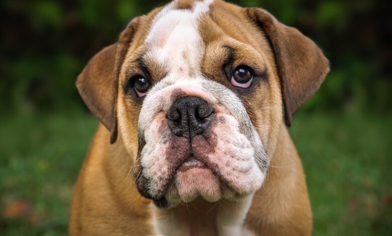 25 Food Recommendations for Bulldogs with Sensitive Stomach