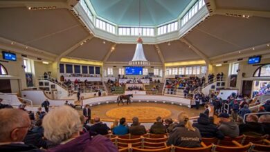 Record Tattersalls October Sale is coming to an end