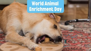 World Animal Enrichment Day shines a light on the many opportunities dog lovers--as well as everyone from shelter managers to zookeepers--have to improve the lives of animals with mental and physical stimulation.
