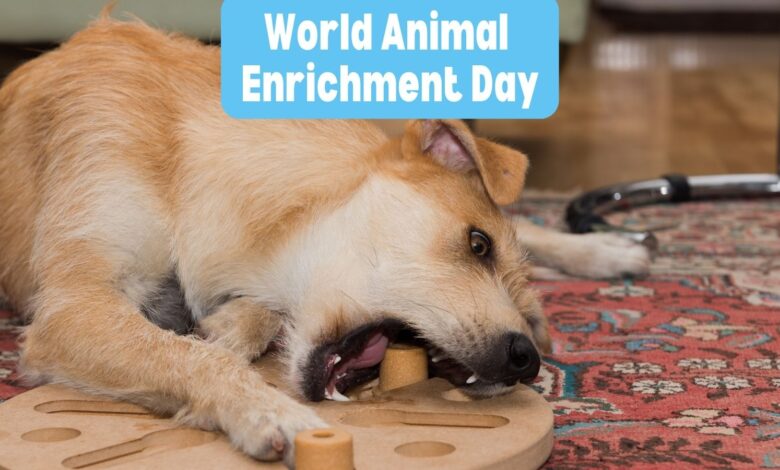 World Animal Enrichment Day shines a light on the many opportunities dog lovers--as well as everyone from shelter managers to zookeepers--have to improve the lives of animals with mental and physical stimulation.