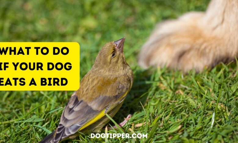 What To Do If Your Dog Eats a Bird: veterinary advice whether your dog has eaten a live bird or a dead bird