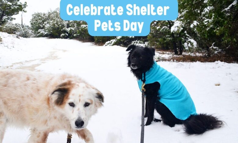 Celebrate Shelter Pets Day - December pet holiday