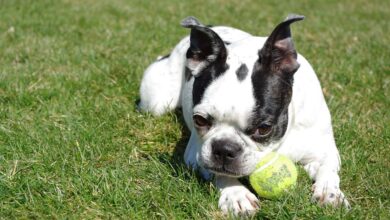 25 Food Recommendations for Boston Terriers with Sensitive Stomach