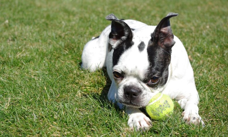 25 Food Recommendations for Boston Terriers with Sensitive Stomach