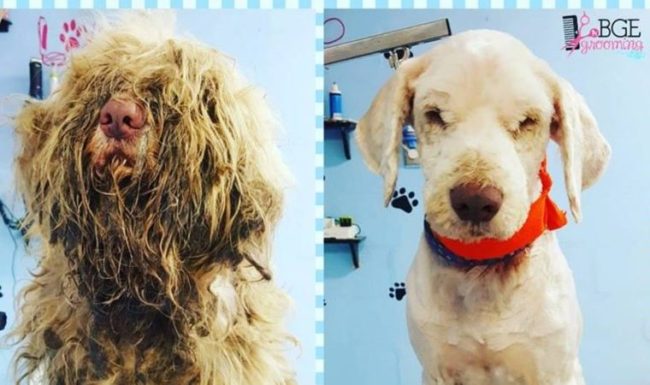 Groomer opens shop at midnight to care for seriously lost people