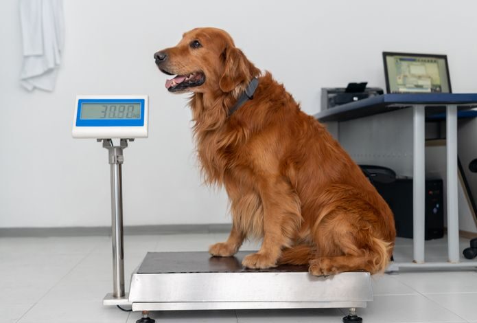 How much should my dog ​​weigh?  - Dogster