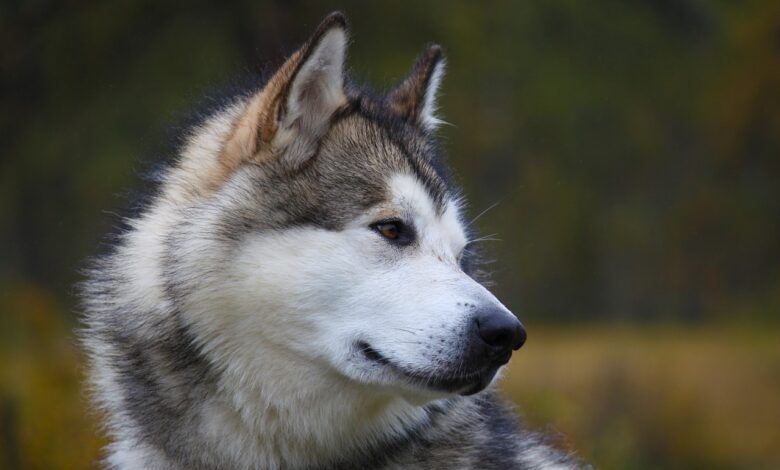 4 Best Supplements for Alaskan Malamute Puppies (+1 to Avoid)