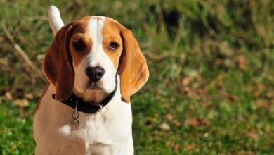 20 Food Recommendations for Beagles with Sensitive Stomachs