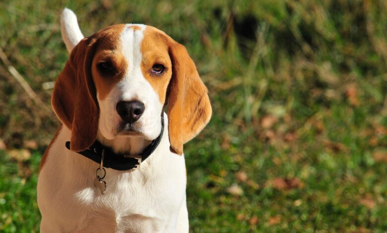 20 Food Recommendations for Beagles with Sensitive Stomachs