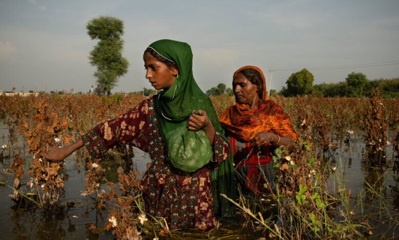 Flooded and trapped in debt, Pakistani farmers struggle to survive