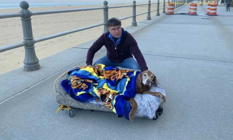 Family creates bed on wheels for old dog adventures