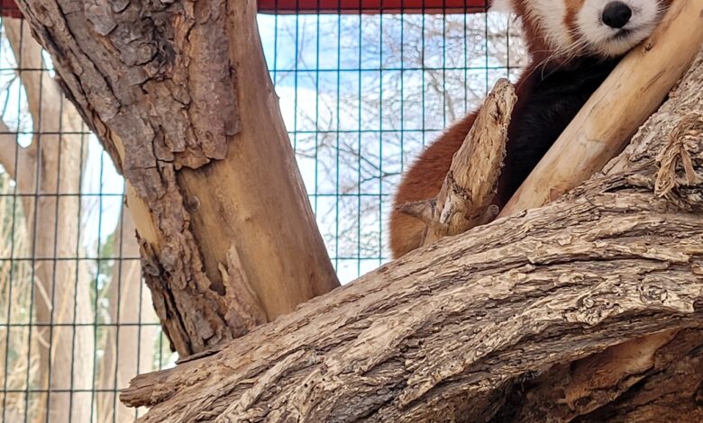 Rusty the red panda that escaped from the National Zoo in 2013 is dead: NPR