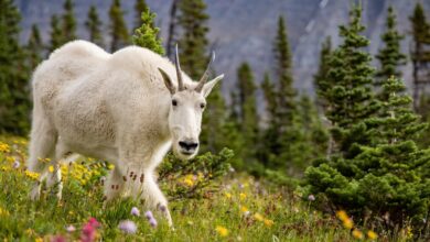 Goats and Soda: NPR