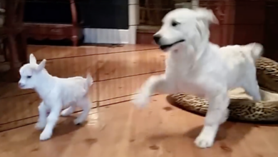 Golden Retriever puppies are completely 'lost' when they meet baby goats