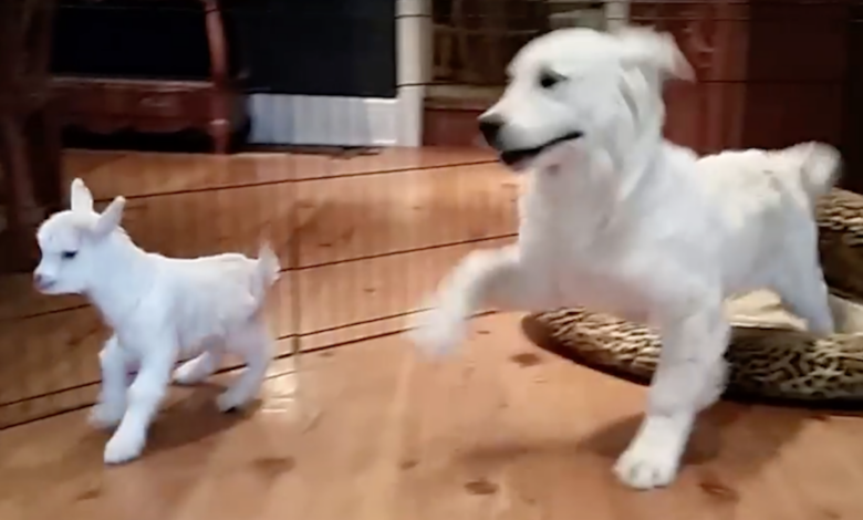 Golden Retriever puppies are completely 'lost' when they meet baby goats