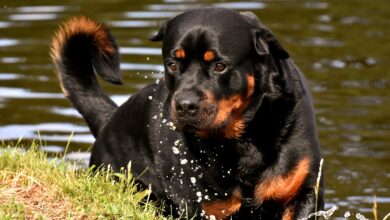 20 Rottweiler owners share the best shampoos for itchy & sensitive skin