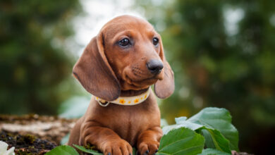 4 Best Supplements for Dachshund Puppies (+1 to Avoid)
