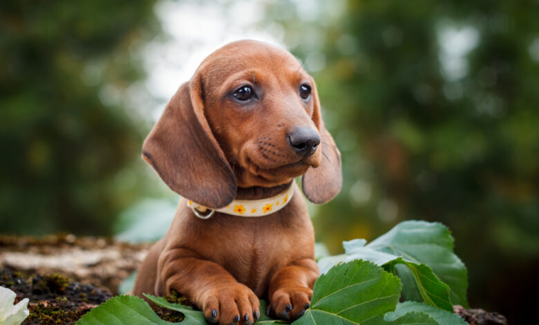 4 Best Supplements for Dachshund Puppies (+1 to Avoid)