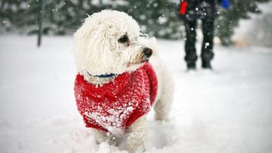 Áo len Giáng sinh cho chó xấu xí (nhưng dễ thương) nhất - Dogster