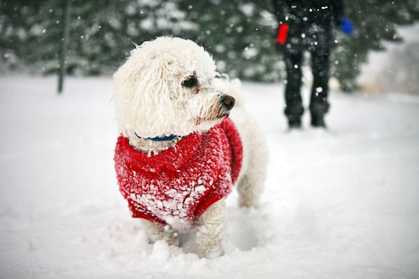 Áo len Giáng sinh cho chó xấu xí (nhưng dễ thương) nhất - Dogster