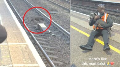 Commuters are horrified as railway workers struggle to save puppies from oncoming train