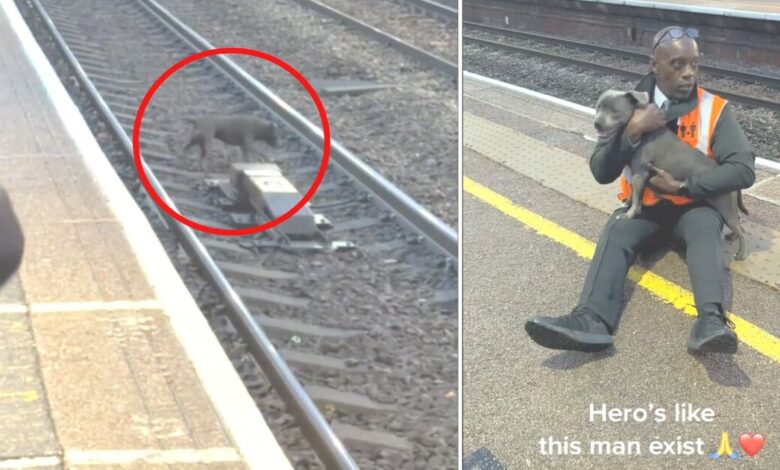 Commuters are horrified as railway workers struggle to save puppies from oncoming train