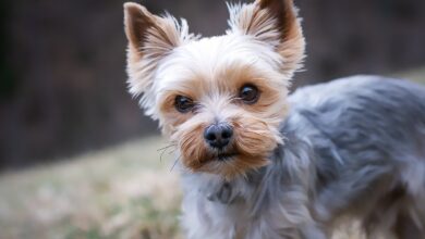 35 Food Recommendations for Yorkies with Sensitive Stomach