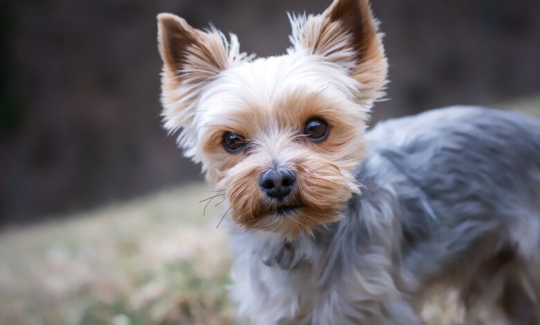 35 Food Recommendations for Yorkies with Sensitive Stomach