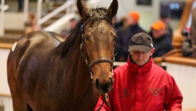 Sea The Stars Filly Shines at December Yearling Sale