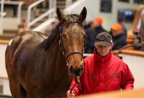 Sea The Stars Filly Shines at December Yearling Sale