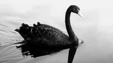 CO2 is Innocent but Clouds are Guilty.  New Science has Created a “Black Swan Event”** – Watts Up With That?