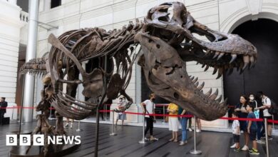 T. rex auction canceled after suspicions about skeleton increased