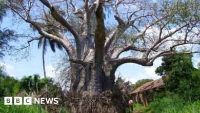 Kenya bans lucrative baobab exports